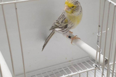 Pedro