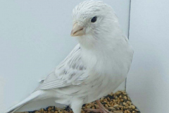 Pedro