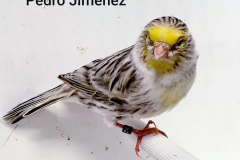 Pedro